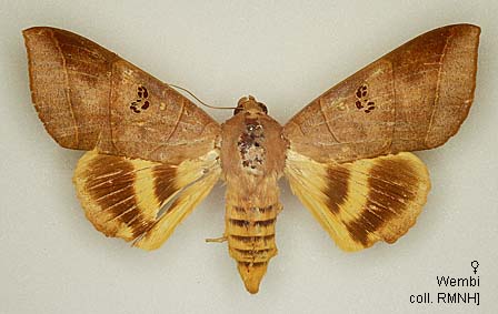 Papua Insects Foundation (Lepidoptera/Erebidae/Erebinae/Ophiusini/Thyas ...